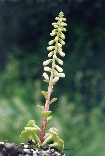 Umbilicus rupestris 6